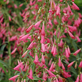 Plant Photo 4