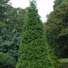 Plant Photo 6