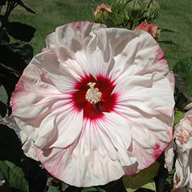 Plant Photo 3