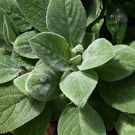 Plant Photo 7