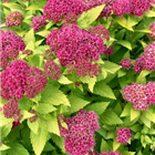 Plant Photo 4